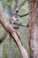 Indian langur monkey in the nature habitat.
