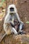 Indian langur monkey in the nature habitat