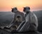Indian Langur Monkeys Sitting at Sunset