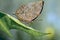 Indian Leaf Butterfly