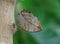 Indian leaf Butterfly