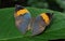 Indian leafwing