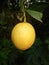 A Indian Lemon  natural  fruit