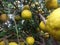 Indian Lemon tree and fruit