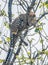 Indian Leopard in Bandipur forest