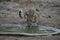 Indian leopard drinking water, Panthera pardus fusca, Jhalana, Rajasthan, India