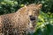 Indian Leopard in Jungle , Spotted Big Cat of India 