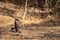 Indian leopard or panther or panthera pardus fusca with eye contact at jhalana forest or leopard reserve, jaipur, india