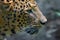 Indian Leopard Panthera pardus closeup shot