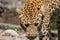 Indian Leopard Panthera pardus closeup shot looking down