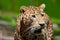 Indian Leopard Panthera pardus closeup shot looking sideways