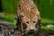 Indian Leopard Panthera pardus closeup shot looking straight