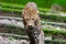 Indian Leopard Panthera pardus  walking