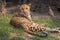 Indian leopard rests in his confinement at an animal and wildlife reserve in India.