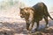 Indian Leopard Walking, Spotted Big Cat of India 