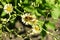 Indian lettuce  Lactuca indica  flowers.
