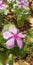 INDIAN LIGHT PINK VINCA ROSEA FLOWER