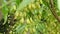 Indian lilac seeds,fruits and leaves. Azadirachta indica, commonly known as neem, nimtree or Indian lilac,is a tree in the