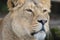 Indian Lion. Asiatic Female Lioness Close Up