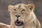 Indian Lion. Asiatic Female Lioness Showing Teeth