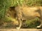 Indian Lion with green plants on the background