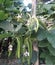 Indian long beans cultivation in a  village of Kerala State.