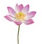 Indian lotus isolated