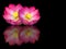 Indian lotus mirror reflection on black background