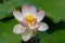 Indian Lotus, Nelumbo nucifera, flower close-up