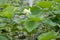 Indian Lotus, Nelumbo nucifera, flowering plant