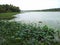 Indian lotus plant in vellayani freshwater lake, Thiruvananthapuram Kerala, landscape view