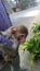 Indian macaque baby closeup portrait im