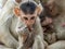 Indian Macaque Macaca leonina. A cute chinese macaque cub sitting in the foreground in front of a family on a tree trunk in the