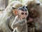 Indian Macaque Macaca leonina. A cute chinese macaque cub sitting in the foreground in front of a family on a tree trunk in the