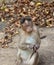 Indian Macaque Monkey eating cream cookies in the wild. Bhagwan Mahavir Reserve