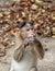 Indian Macaque Monkey eating cream cookies in the wild. Bhagwan Mahavir Reserve