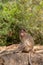 Indian Macaque Monkey in the wild. Bhagwan Mahavir Reserve