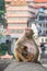 Indian Macaque monkeys
