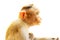Indian macaques lat Macaca radiata wild animal primates on white background, young monkey