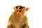 Indian macaques lat Macaca radiata wild animal primates on white background, young monkey