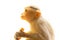 Indian macaques lat Macaca radiata wild animal primates on white background, young monkey