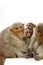 Indian macaques Macaca radiata monkey family