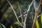 Indian magpie robin bird