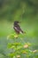 Indian Magpie Robin during monsoon on a shrub