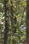 Indian Malabar giant squirrel, on the tree in Periyar Forest