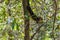 Indian Malabar giant squirrel, on the tree in Periyar Forest