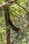 Indian Malabar giant squirrel, on the tree in Periyar Forest