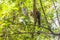 Indian Malabar giant squirrel, on the tree in Periyar Forest