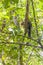 Indian Malabar giant squirrel, on the tree in Periyar Forest