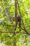 Indian Malabar giant squirrel, on the tree in Periyar Forest